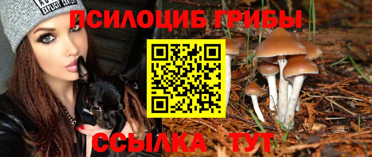 Псилоцибиновые грибы Cubensis Томск